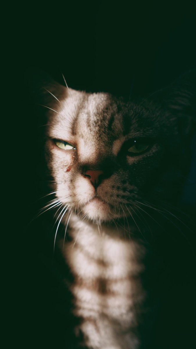 petsfess's tweet photo. tunjukkan foto kcg! kalian yg aesthetic dongg https://t.co/65z3fKZDgP