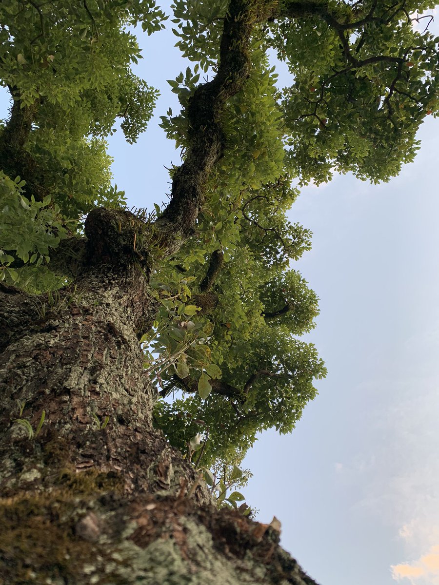HiroTakeuchi's tweet photo. 主観的小景高知　
Roadside trees at dusk.

Everyday scenery of Kochi City Japan, from my point of view.
#wood
#Roadsidetree
#Nature
#dusk https://t.co/xk6PjCwmD0