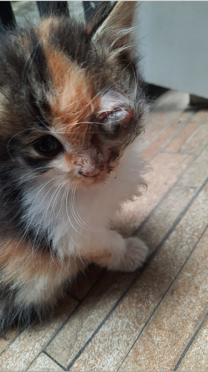 cinereusila's tweet photo. 🚨 TW // CW // KUCING LUKA 🚨

⚠️ OPEN DONATION! URGENT! ⚠️

hallo orang-orang baik! boleh tolong RETWEET tweet ini? dan aku mau sedikit cerita dulu di sini. kemarin pagi, ada kucing yang masuk ke rumah dengan kondisi seperti ini dan masih kecil. 😰 lalu beberapa jam kemudian, https://t.co/RlO4ybCJpT