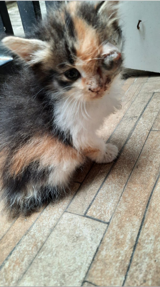 cinereusila's tweet photo. 🚨 TW // CW // KUCING LUKA 🚨

⚠️ OPEN DONATION! URGENT! ⚠️

hallo orang-orang baik! boleh tolong RETWEET tweet ini? dan aku mau sedikit cerita dulu di sini. kemarin pagi, ada kucing yang masuk ke rumah dengan kondisi seperti ini dan masih kecil. 😰 lalu beberapa jam kemudian, https://t.co/RlO4ybCJpT