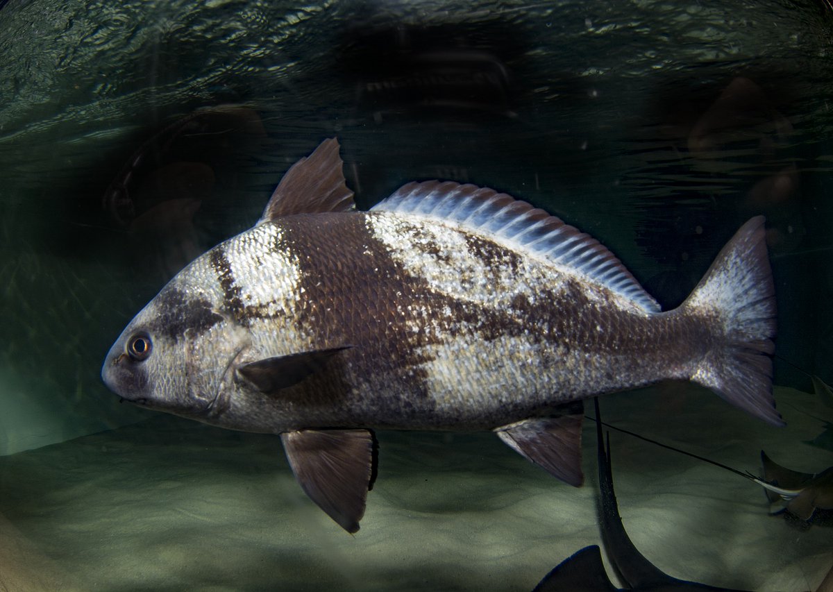 murray_taryn's tweet photo. Swiftly moving along to the Utterly Understated Umbrina robinsoni AKA slender baardman. This species has a wider Western Indian Ocean distribution, with adults and juveniles being found on sand and reefs to 130 m!

#FishABC #TeleostTuesday
 
📷 @2OceansAquarium https://t.co/A0h3IaAn0k