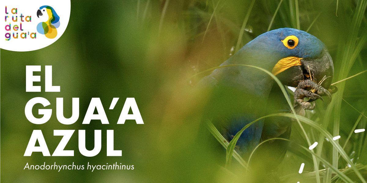 La Ruta del Gua’a tweet media