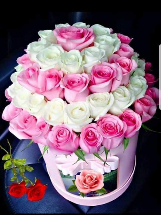 صباحكم انوار❤❤🇩🇿🇩🇿🇩🇿🇩🇿