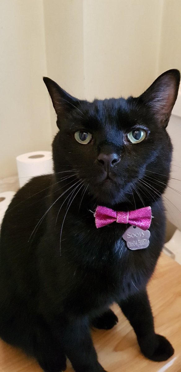 CommitteeOfDar1's tweet photo. Sowwy we've been so quiet but nanny has sumfing called dementia &amp; mummy daddy &amp; uncle are trying to get her diagnosed. So me &amp; my brofur ave not bin able to tweet but here I am in my best pink bow tie.
I ope they can get her diagnosed soon.
#CatsOfTwitter #dementia #AdoptDontShop https://t.co/M8IMmzOs2k