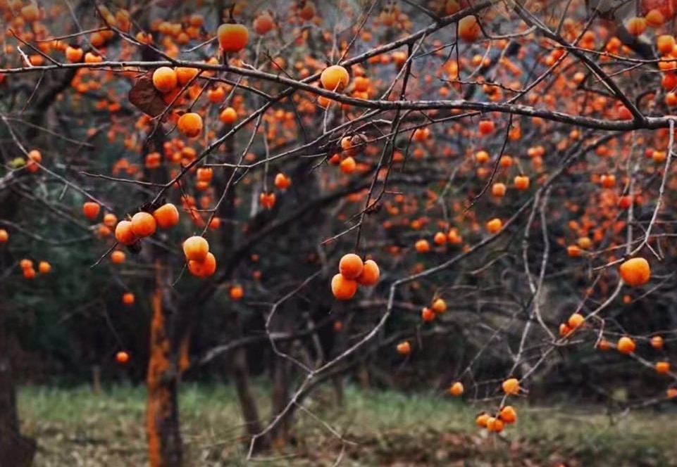 Guangzhou_City's tweet photo. Persimmons are in season! 🍂
🏮 See how cute these persimmons are hung like lanterns from the trees at Guifeng Village, Conghua. Come and have a fun-filled fruit picking time here this weekend! #ExploreGuangzhou 
📷 RED/samyuyu https://t.co/g52yFUG5KB