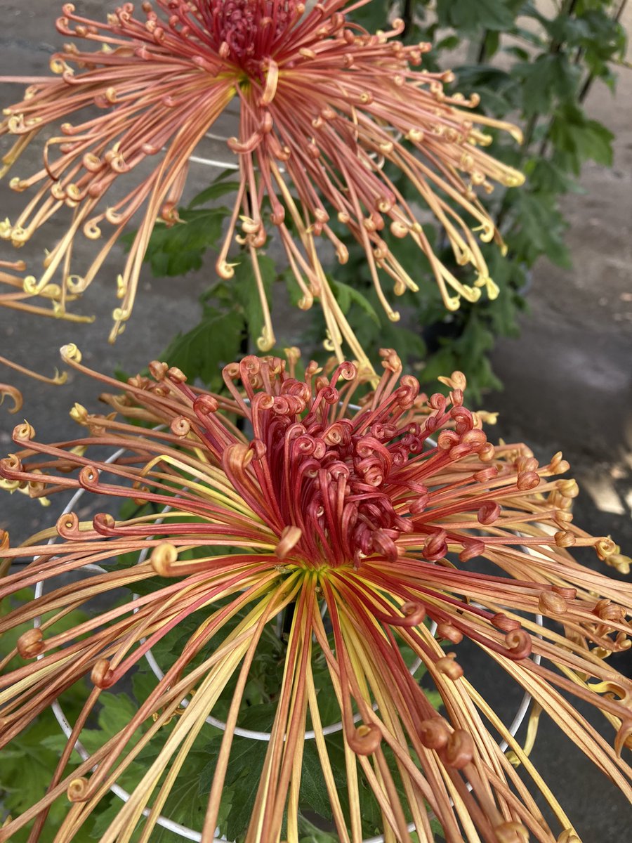 tic_kawagoe's tweet photo. Chrysanthemum festival is held at Kitain temple.
Beautiful and unique Japanese flower give you a joy to see. One called "fireworks" and one shaped into a bonsai style. #kawagoe #kitain #Chrysanthemum #flower #Bonsai #Japan #JapanTravel https://t.co/w6DE0x1ISR
