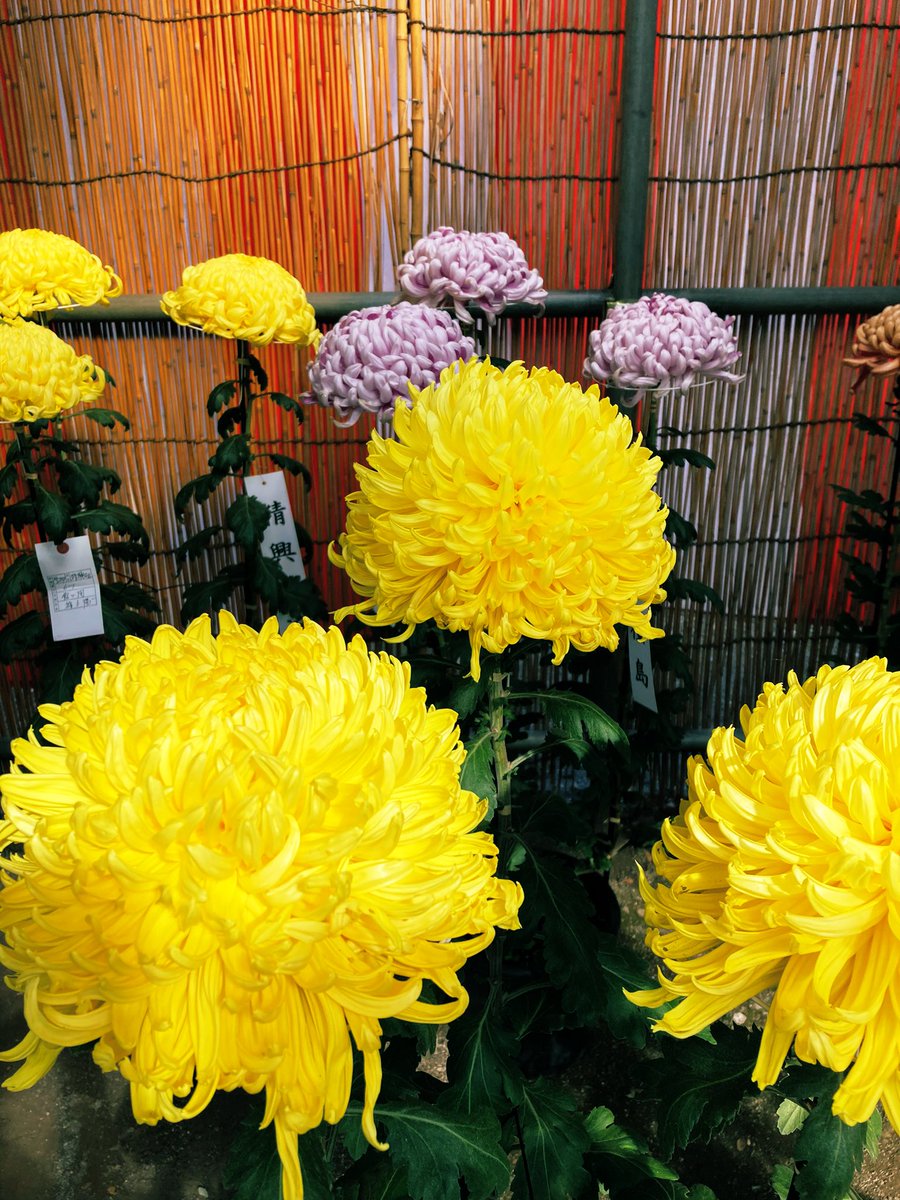 tic_kawagoe's tweet photo. Chrysanthemum festival is held at Kitain temple.
Beautiful and unique Japanese flower give you a joy to see. One called "fireworks" and one shaped into a bonsai style. #kawagoe #kitain #Chrysanthemum #flower #Bonsai #Japan #JapanTravel https://t.co/w6DE0x1ISR