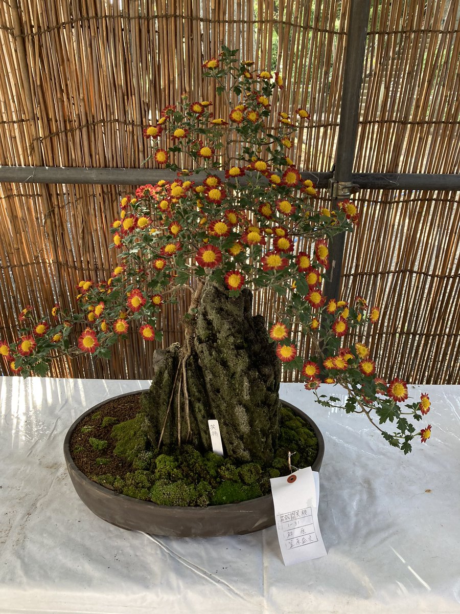 tic_kawagoe's tweet photo. Chrysanthemum festival is held at Kitain temple.
Beautiful and unique Japanese flower give you a joy to see. One called "fireworks" and one shaped into a bonsai style. #kawagoe #kitain #Chrysanthemum #flower #Bonsai #Japan #JapanTravel https://t.co/w6DE0x1ISR