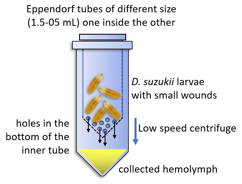 BrivioLab's tweet image. How to: #collect amounts of #hemolymph from #Drosophilasuzukii, a simple cheap and fast #method