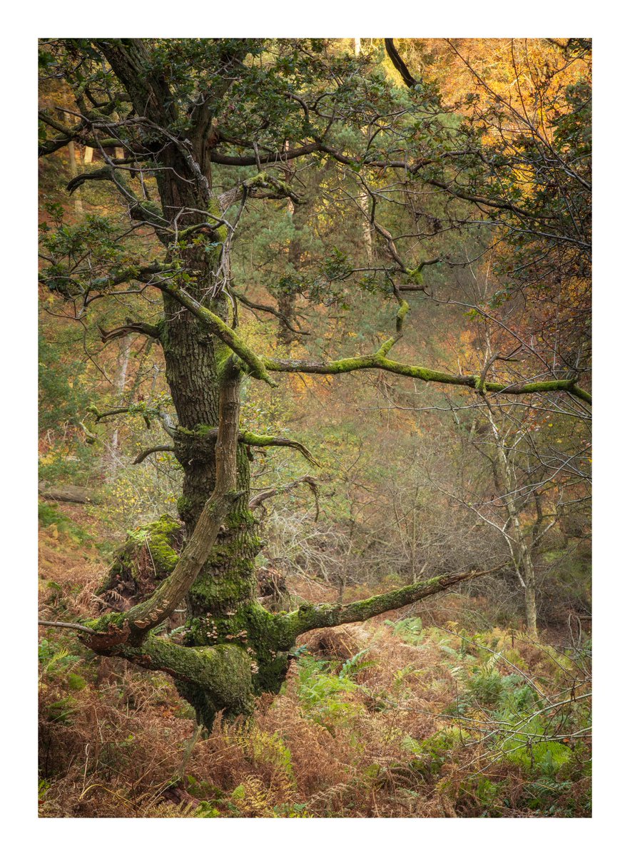 Forestal - A gnarly old oak in the woods yesterday morning. 

#Landscape #Woodland #Photography #AlderleyEdge #Cheshire #ThePhotoHour

<a href="/NTAlderleyEdge/">NT Alderley Edge</a> <a href="/socheshire/">So Cheshire</a> <a href="/cheshirelife/">Cheshire Life</a>
