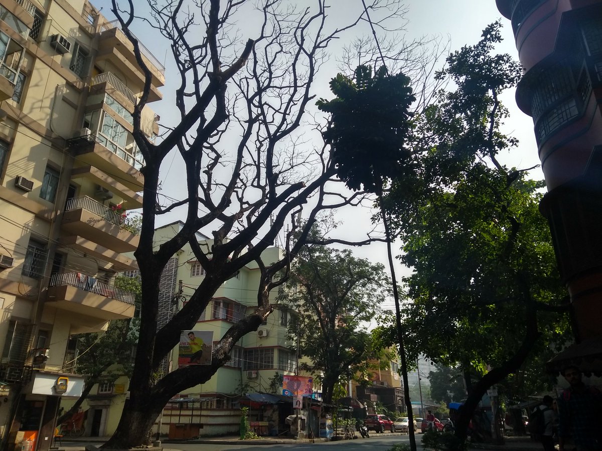 Wriddhaayan's tweet photo. Crisp Calcutta mornings. Winter is coming. 

#kolkatadiaries #LakeRoad https://t.co/6V8GDgvzMf
