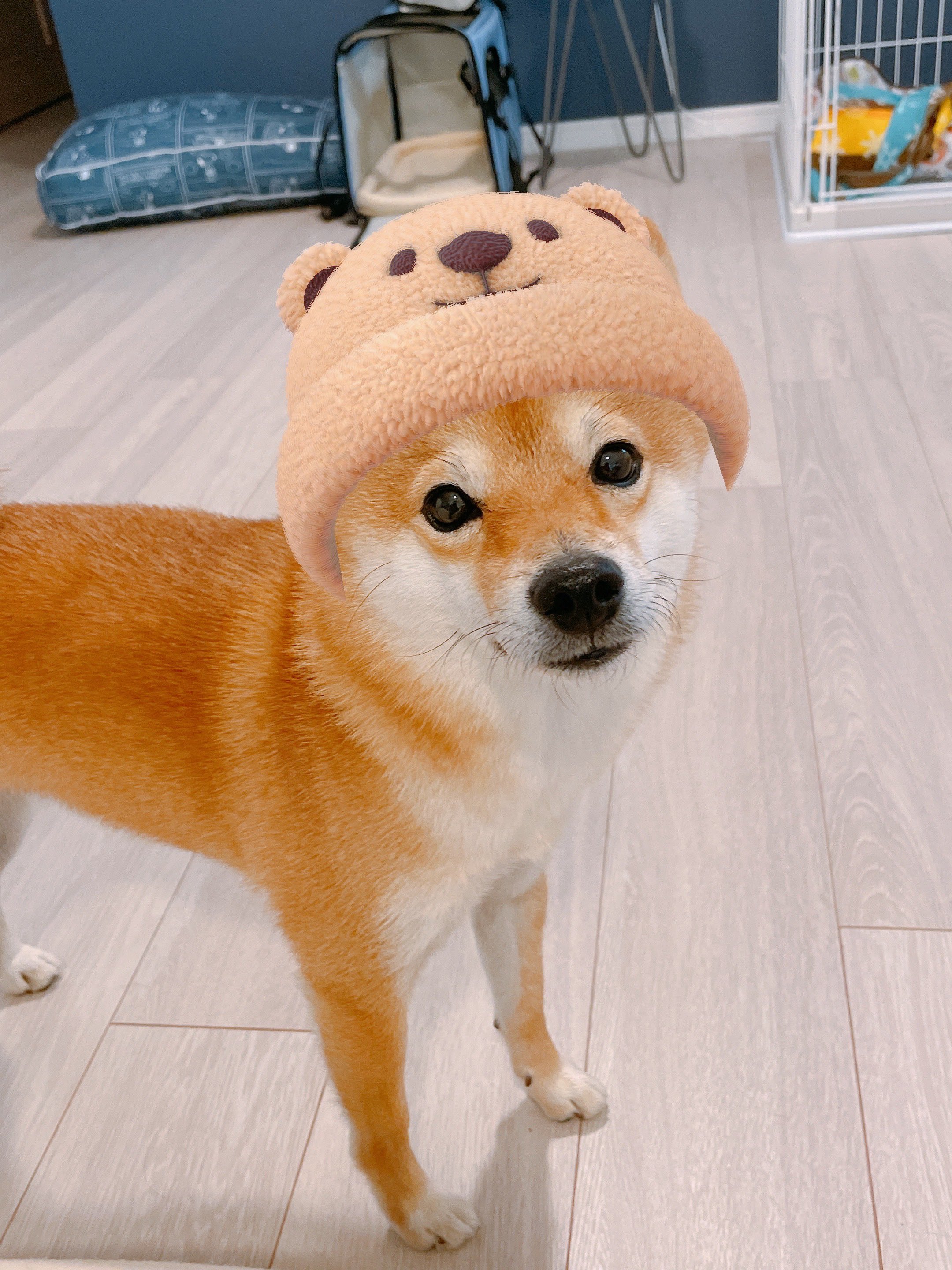 豆柴ちくわ アプリでクマさんになったボク 犬もsnowに反応できるんだね T Co Imtgdged4z Twitter