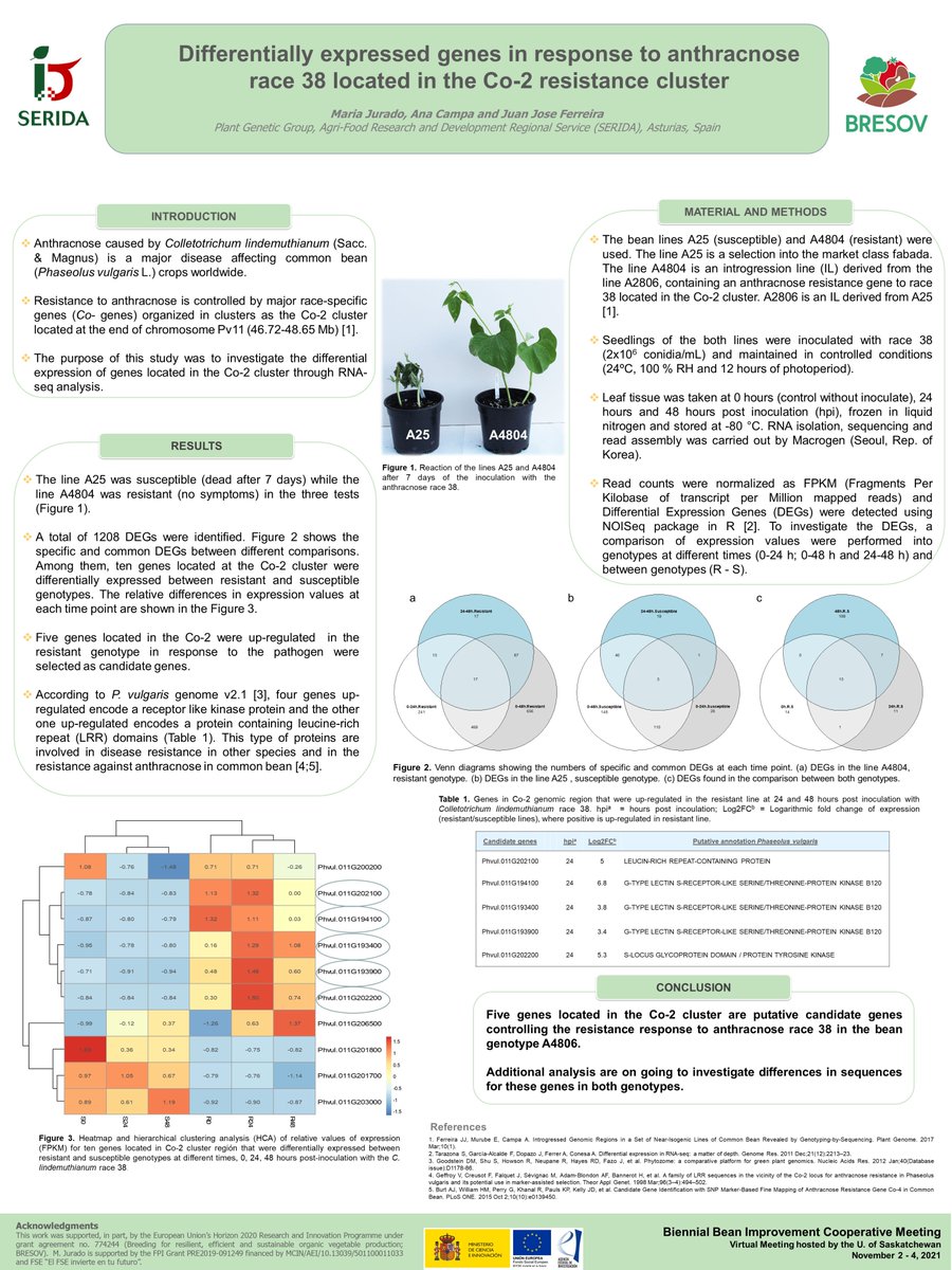 SeridaAst's tweet photo. ¡Enhorabuena a nuestra 👩‍🔬 predoc @mjuradoc!
 El trabajo que presentó en el #BIC2021 ha sido galardonado como  🏆"Mejor Póster del Congreso"🏆
➡️ Se mostraba la expresión diferencial de genes en respuesta a una infección por #antracnosis en #judía
@AgEInves  @BRESOV_EU 
#SERIDA_GV https://t.co/lC7VXGEaMD