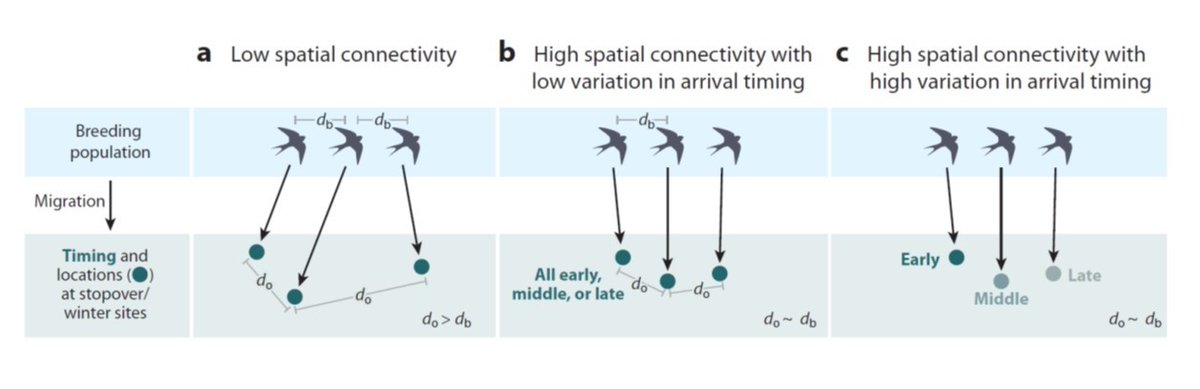 Bird Ecology & Migration Lab (@aviecomig) on Twitter photo Fudickar et al. (2021) Animal migration: An overview of one of nature’s great spectacles <a href="/AnnualReviews/">Annual Reviews</a>
👉bit.ly/3wsvuUr | #birdmigration #ornithology | <a href="/ketterso/">Ellen Ketterson</a> <a href="/Prepared4Change/">IU Environmental Resilience Institute</a> <a href="/IUBloomington/">IU Bloomington</a> <a href="/IndianaUniv/">Indiana University</a> Fudickar et al. (2021) Animal migration: An overview of one of nature’s great spectacles <a href="/AnnualReviews/">Annual Reviews</a>
👉bit.ly/3wsvuUr | #birdmigration #ornithology | <a href="/ketterso/">Ellen Ketterson</a> <a href="/Prepared4Change/">IU Environmental Resilience Institute</a> <a href="/IUBloomington/">IU Bloomington</a> <a href="/IndianaUniv/">Indiana University</a>
