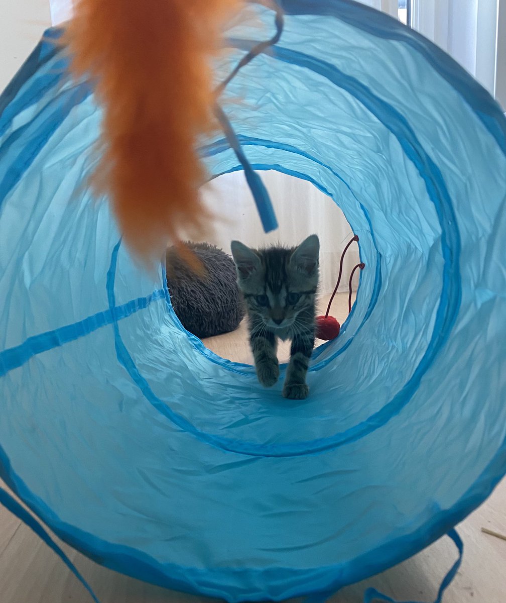 LilMeAndMyCat's tweet photo. Thanks  you for all the likes and comments on my first post! Feel blessed to embark on this crazy adventure with such a beautiful kitten!  #CatsOfTwitter #teamcats #catboy #kitten #CateArmy https://t.co/LBfiBBJiOr