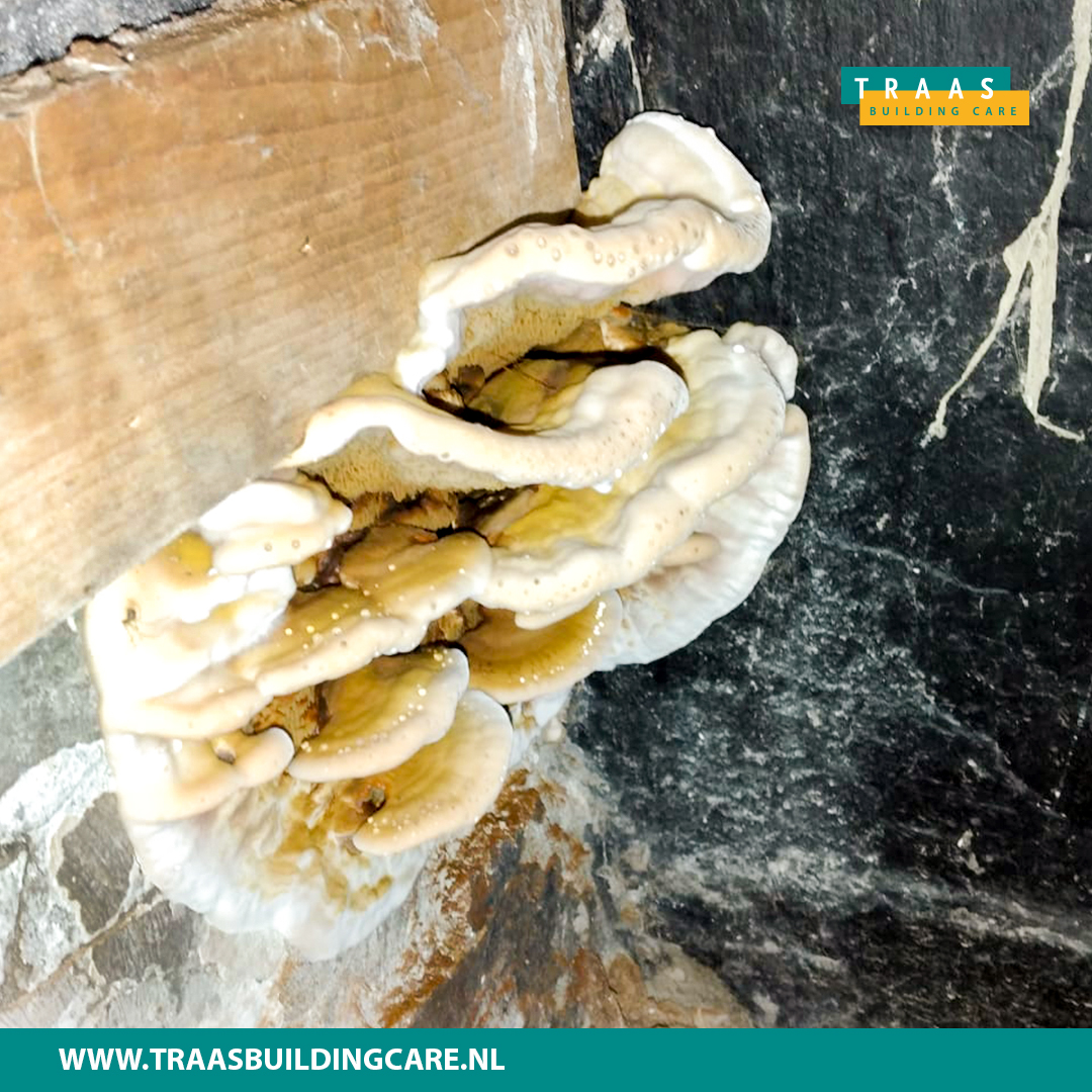 Onlangs vond onze collega in Noord-Holland dit prachtige exemplaar. Hoewel het een knap staaltje werk is van moeder natuur, is het voor de bewoners minder goed nieuws. Zwammen zijn echte houtaantasters.  Meer informatie over zwammen? Bekijk onze website.