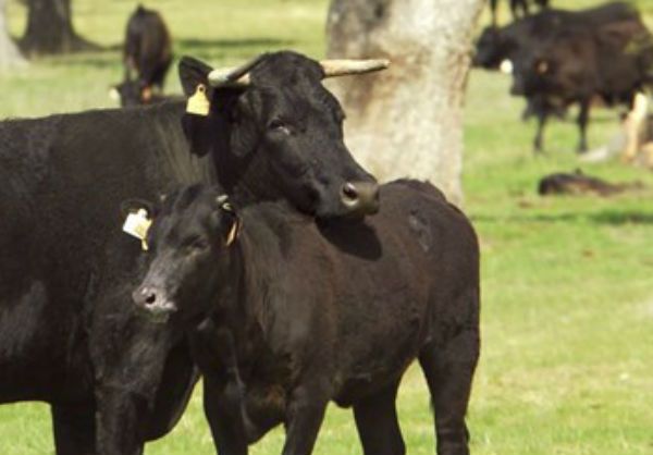 ¿Depende la calidad de la carne del sexo de los terneros?
agroalimentando.com/nota/224