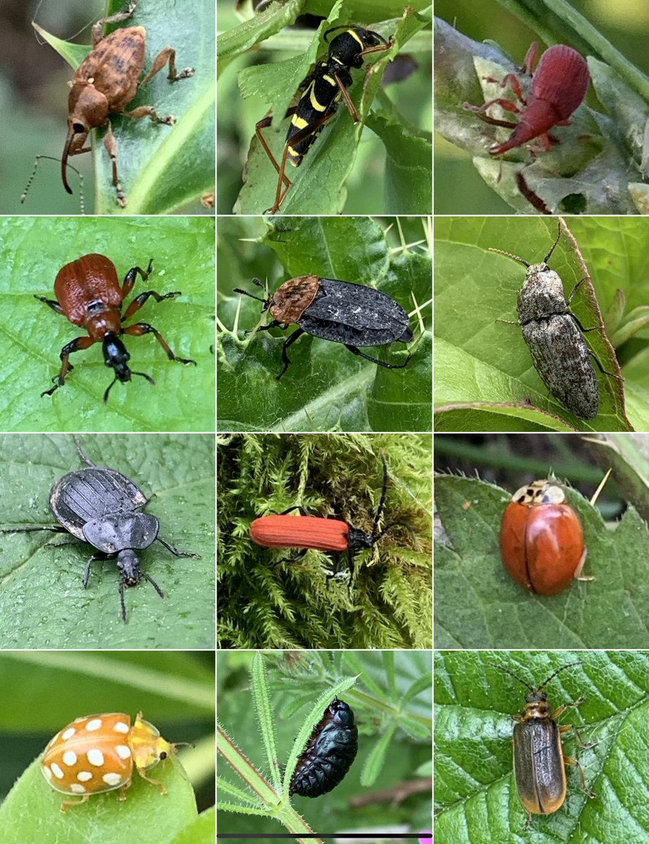 #Beetles now in state of diapause finding warm places to sleep until  Spring. ‘Thank you’ for all the pleasure you brought, here are some shots of newly ID’d incl this Wasp beetle, Red-breasted Carrion, Zero spot and Orange #Ladybirds
