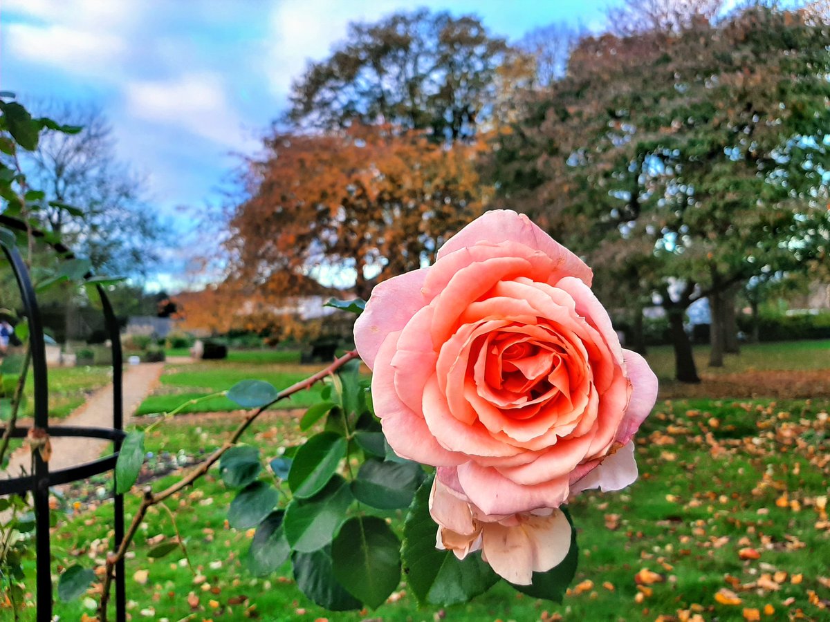 FiltonFerver's tweet image. Pic of the day. November rose in the peaceful #FiltonCommunityGarden @BALPBristol @ActiveNationUK