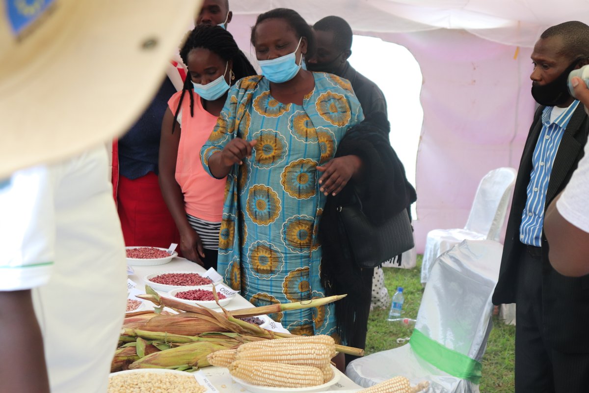 KCEPCRAL's tweet photo. 🇰🇪Farmers supported by the Kenya Cereal Enhancement Programme have had an increase of KShs. 6,069 (Euro 46.90) attributable to @KCEPCRAL. 

Farmers have learnt good agriculture practices and been facilitated to access capital and inputs, increasing yields thanks to 🇪🇺@EUinKenya. https://t.co/p6Co0pMY3v