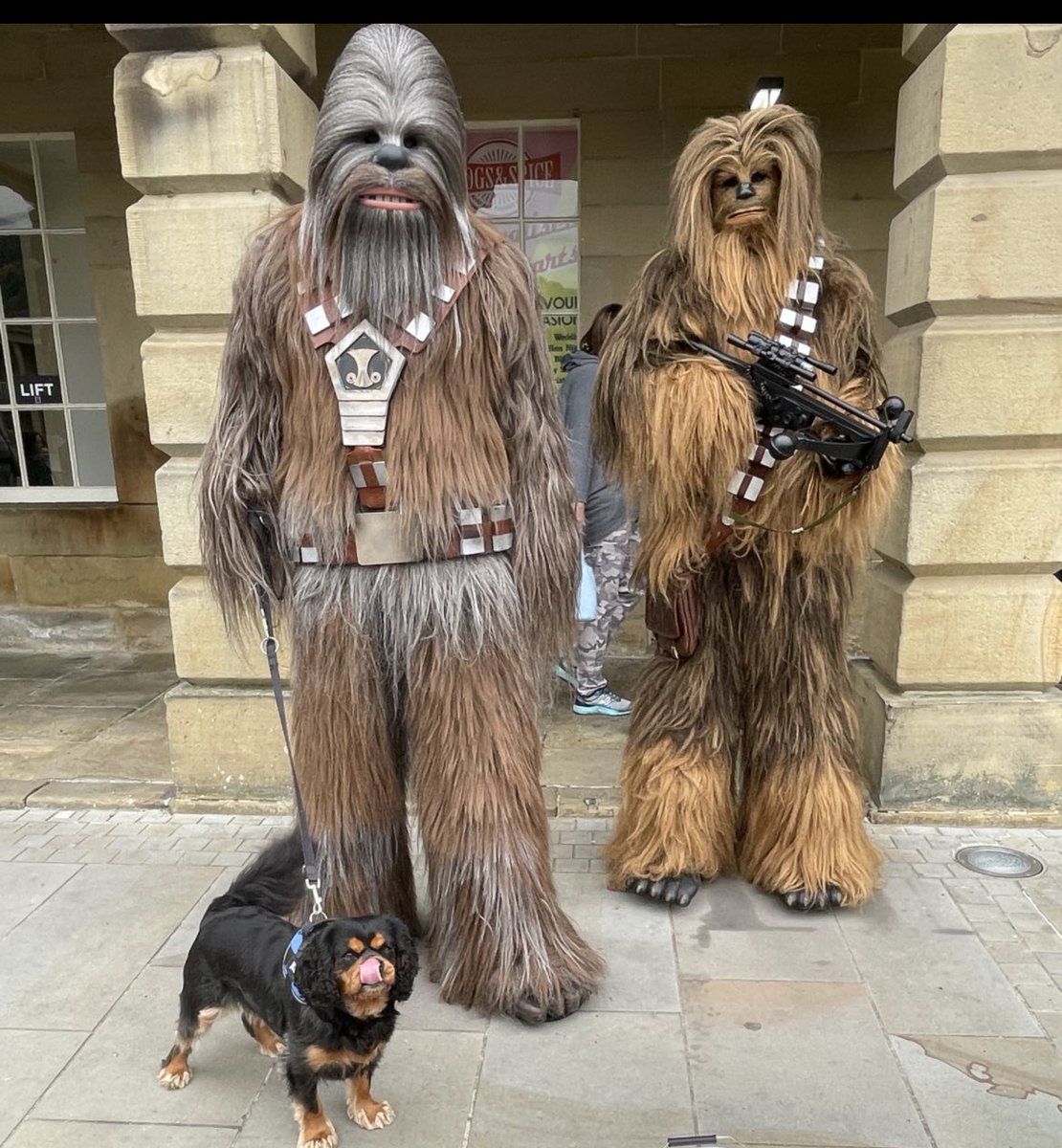 CavMaxi's tweet photo. @CatFoster54 @welshcav @WendydbertieU @Price27P @BruceIngham3 @chester_friends @MsRoseCavalier @LeahPaws @CavLenny With you all the way Treacs and I got some extra muscle involved too 💪 Twitfur won’t argue with these two 😡 #TOT #FreeCheekyCharlie #FreeTheWelshOne https://t.co/u0yRn531ap