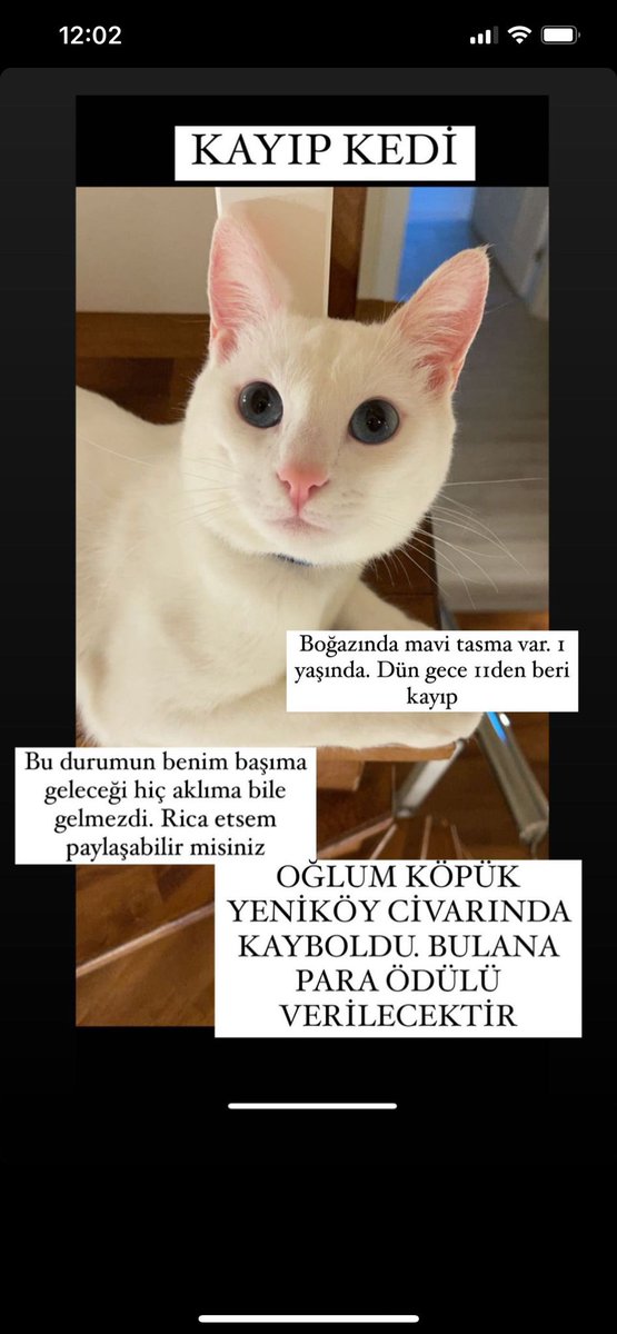 Kedimiz “Köpük”Yeniköy civarında kayboldu. Bulan, gören olursa benimle ya da <a href="/enfaldiner/">Enfal Nayir</a> ile iletişime geçebilir.