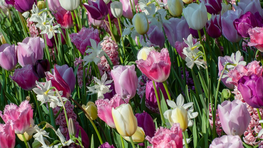 ILoveTulipa's tweet photo. Did you know that ... 
You can find tulips in almost any color.
Have you enjoyed our tulip color palette yet, from lovely soft colors to dark, almost black colors? https://t.co/hOszwKTVeV
 
#iLoveTulipa #tulips #tulpen #tulpe #tulipes #tulpenliebe  #springbulbs #springgarden https://t.co/QaCMd6Vt3P