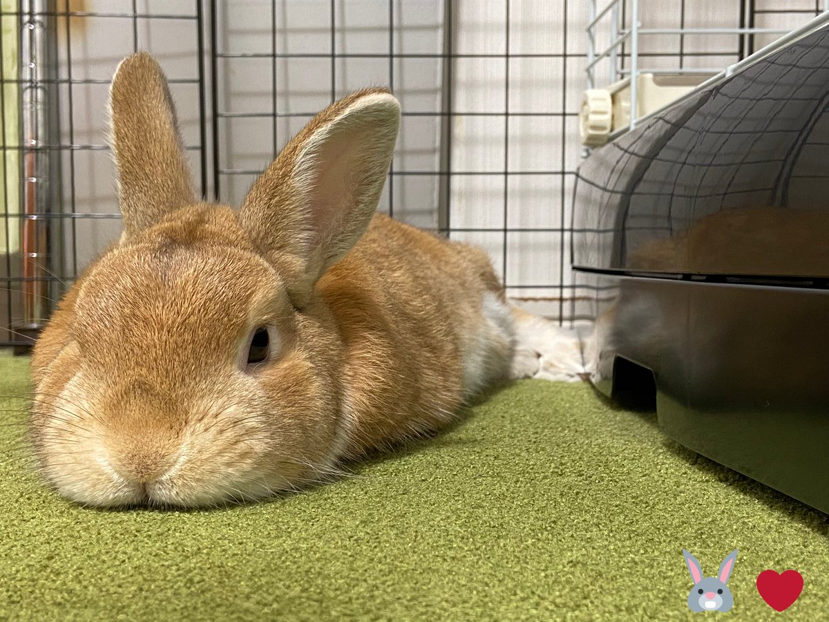 🐰:『ぼくのことも かまってくれないと拗ねちゃうでふよ❓🌀』

…って思ってそう…www😁

#うさぎ好き