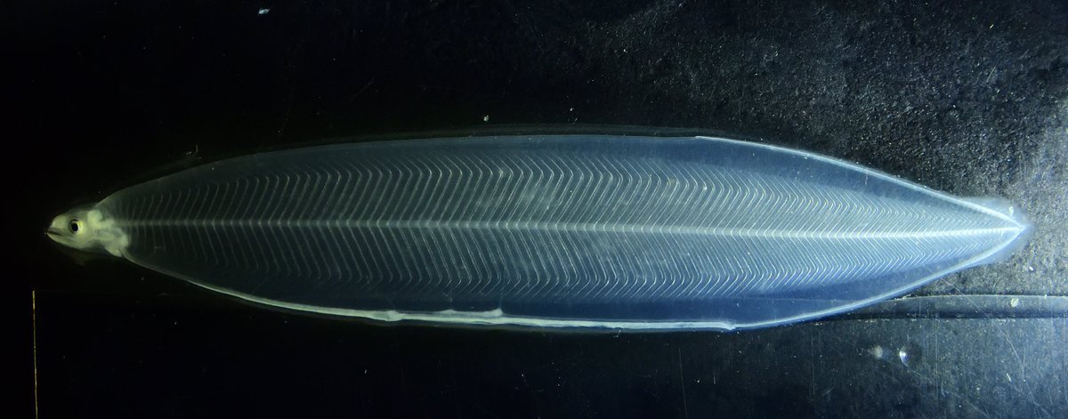 gmucientes's tweet photo. Leptocephalus larval stage of European #eel, Anguilla anguilla, from Galician continental shelf. #ECOSUMA survey on B/O Sarmiento de Gamboa, #Galicia and #Portugal @FisheriesIIM https://t.co/4J1ZxJ7qhS