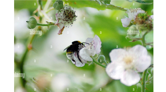 writer_paula's tweet photo. Digital art of a bumblebee feeding on a wild dog rose flowerhead. Contributor: Paula Hammond / Alamy Stock Photo Image ID: 2H50D81 #pictureresearch #artdirector #editorial #mixedmedia #ArtistOnTwitter #art #artwork #naturelover #bees #bumblebee #insects #stockimages #stockart https://t.co/WRk1yakTRv