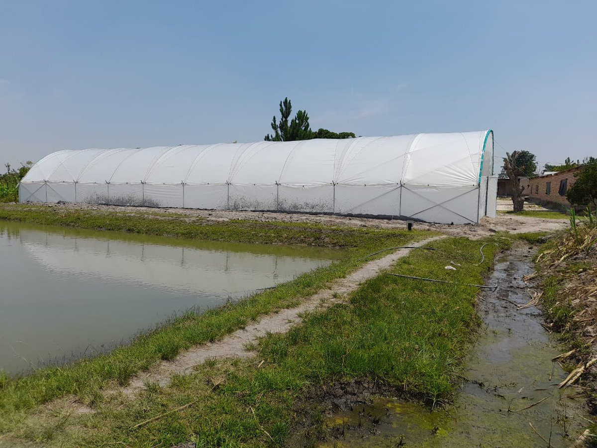 NetsayiMudege's tweet photo. Cold temperatures are a constrain to the production of fingerlings during winter in the Northern and Luapula provinces of #Zambia. @WorldFishCenter &amp; @MusikaZambia with funding from @noradno installed a greenhouse at Kasakalabwe in Kasama to address this challenge #aquaculture. https://t.co/2wKoBsgQgV