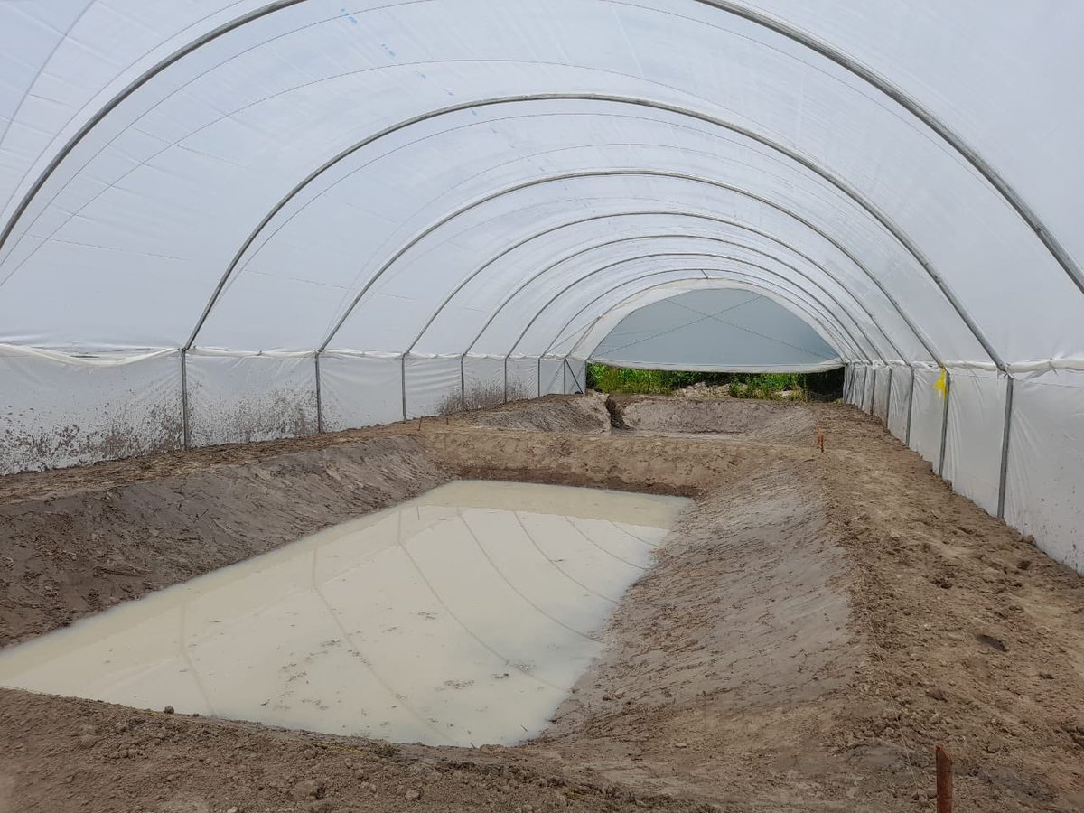 NetsayiMudege's tweet photo. Cold temperatures are a constrain to the production of fingerlings during winter in the Northern and Luapula provinces of #Zambia. @WorldFishCenter &amp; @MusikaZambia with funding from @noradno installed a greenhouse at Kasakalabwe in Kasama to address this challenge #aquaculture. https://t.co/2wKoBsgQgV
