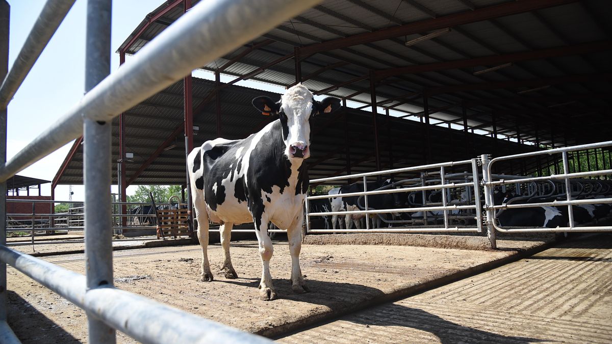 🥛A vueltas con el sector lácteo 

Es que somo la #leche y no sabemos cuidar lo que tenemos

👉 bit.ly/30aMqTq
