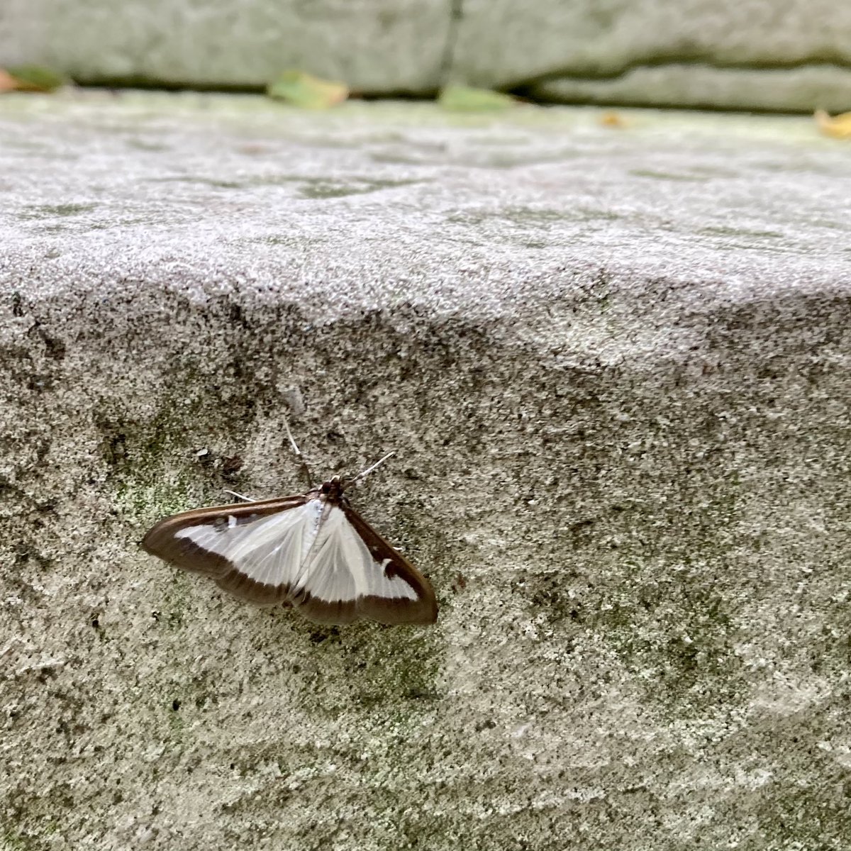 TrinityHallCamb's tweet photo. This visitor to the steps of U-Staircase was a surprising sight this cold November morning. We think it’s a box-tree moth, Cydalima perspectalis, accidentally introduced to the UK from south-east Asia? #moth #mothidentification https://t.co/6seMK8XuR0