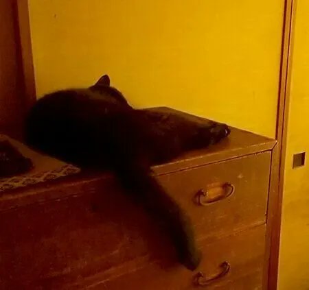 ヒゲの先すら愛おしい。積み重なっていく"愛おしいポイント"【連載】ねこ連れ草 200話め|ねこのきもちWEB MAGAZINE https://t.co/syMSRzECIw 