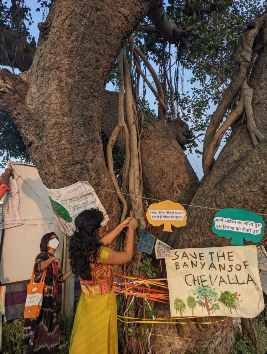 chevellabanyans's tweet photo. There are hundreds of #banyans with #thicktrunks on the Hyderabad-Chevella Road which are in danger because of road widening. To help save them, please sign the petition https://t.co/BdiME5Rd2A
#ThickTrunkTuesday #SaveChevellaBanyans https://t.co/gddM6uQL8Y