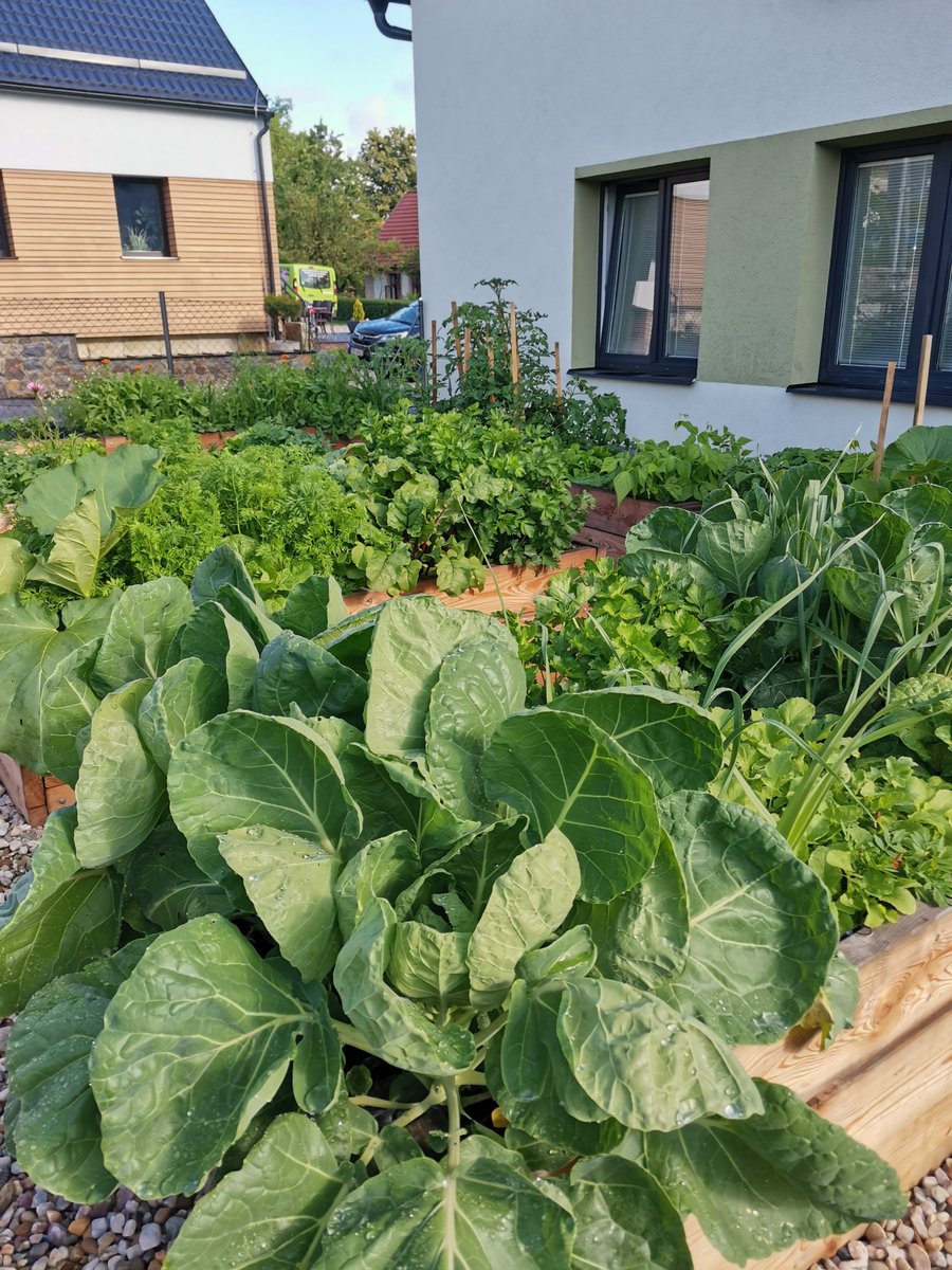 Způsob sázení ve vyvýšených záhonech dopadl více než úspěšně, a my jsme tak měli několik druhů zeleniny, nebo okrasné květiny 🥬.

Více zajímavých témat si můžete přečíst v aktuálním vydání Ergonovin 👉 bit.ly/ergonoviny_rij…