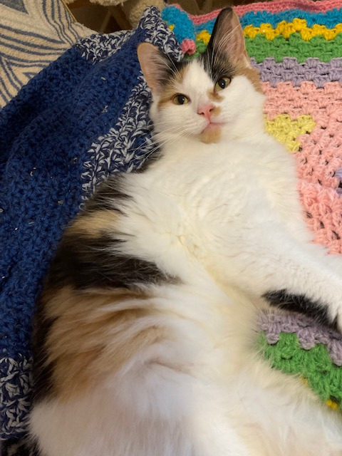 Yorkscatrescue's tweet photo. Could anyone give  this beautiful girl a loving home? She can be a little shy at first but all it takes is 5 minutes and she will soon be all over you and demanding attention. Miss Major can live with other cats and children, but no woofies please!

#AdoptDontShop https://t.co/s8lr2HmnJP