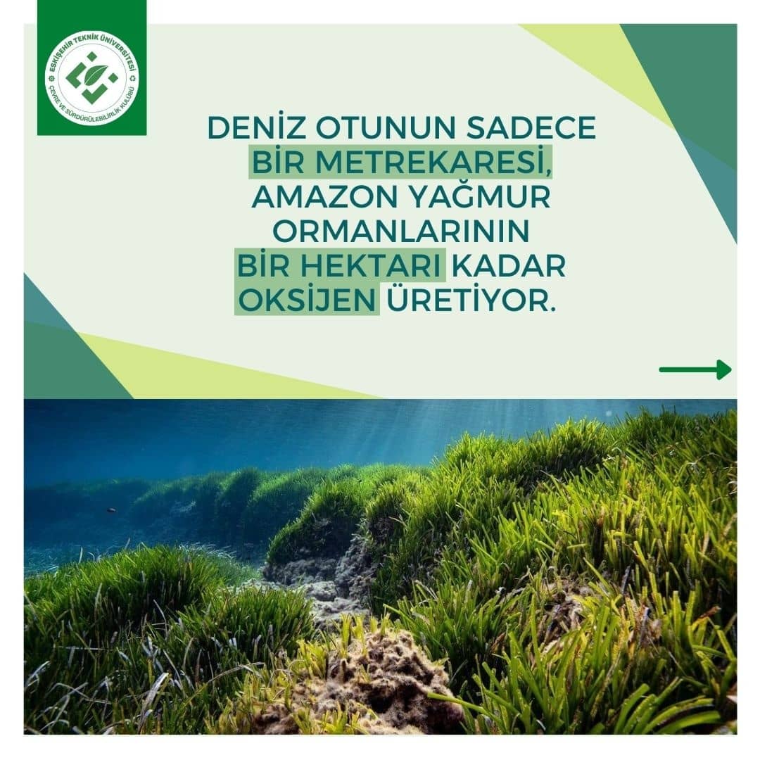 estucsk's tweet photo. Dünyanın akciğeri 'Neptün Otu': Ağaçtan daha fazla karbondioksit depolayan mavi karbon ekosistemi

Kaynak;Euronews

Daha ayrıntılı bilgi için Instagram sayfamızı ziyaret edebilirsiniz ♻️ 

https://t.co/8m0EGNM71X https://t.co/Q9yA8TYoZA