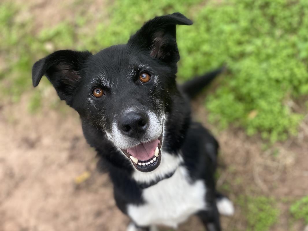 Dogs Trust 💛🐶 tweet media