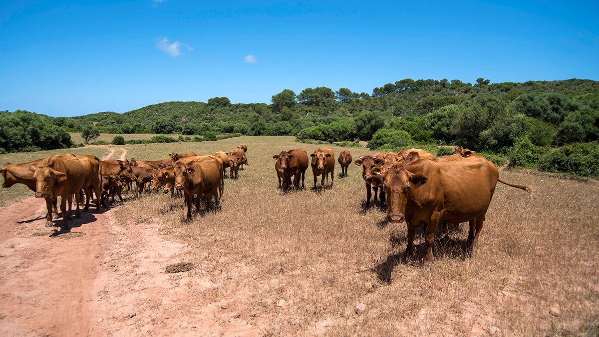 EndOvershoot's tweet photo. #100DaysofPossibility solution "Land Stewardship for Low Impact Beef" featured Menorca’s #CustòdiaAgrària programme. Check out this article and video (in Catalan) to learn about the programme's small-scale farming practices. ⤵️
https://t.co/4lEshmEB03
#foodnected @gobmenorca https://t.co/QGJUh61mRB
