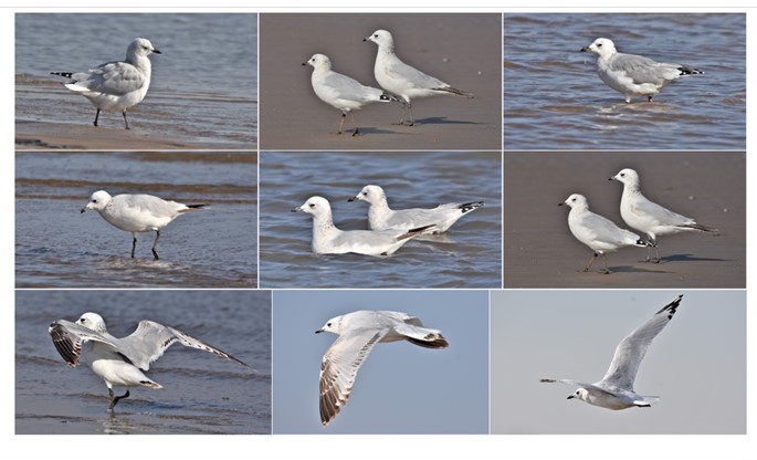 ChineseCurrents's tweet photo. 3 years ago today, in Beidaihe 北戴河, I photographed a pair of Relict Gulls 遗鸥 yí'ōu, one of the world's most 'vulnerable'* gulls. The vast majority of them breed in Mongolia and migrate to the fringes of the also-vulnerable Bohai Bay.
*https://t.co/ZuWxbq6kSh
@BirdingBeijing https://t.co/c4X1WSVsnm