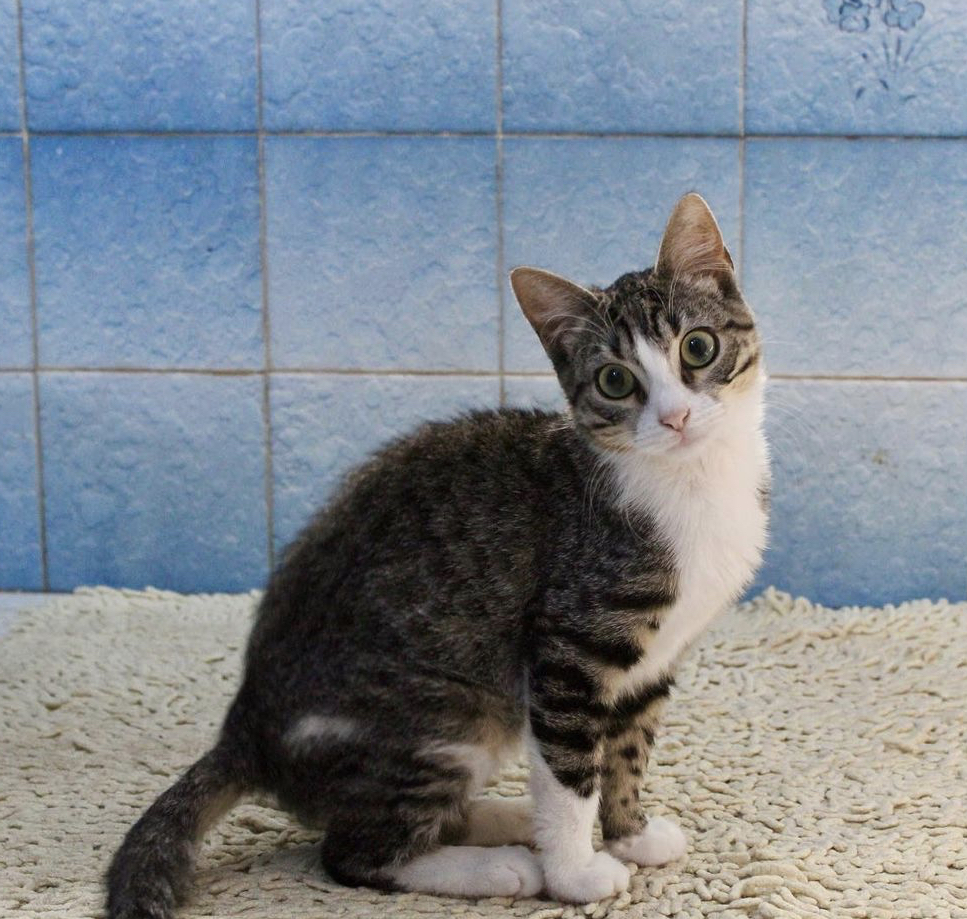 Marea tiene 3 meses, es una gatita juguetona y cariñosa.
Se encuentra en @alcuadradoadopciones
Te gustaría darle un hogar? Comparte y difunde
#AppAdoptMe #AdoptMe #adopcionresponsable #adopcion #adopta #app #adoptanocompres #gata #cats