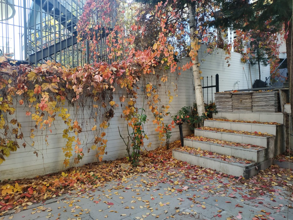 VetscienceC's tweet photo. Ön ve arka bahçemizde sonbahar 🍁🍂🌾⛅️🥰 https://t.co/RxvYLiYmLq