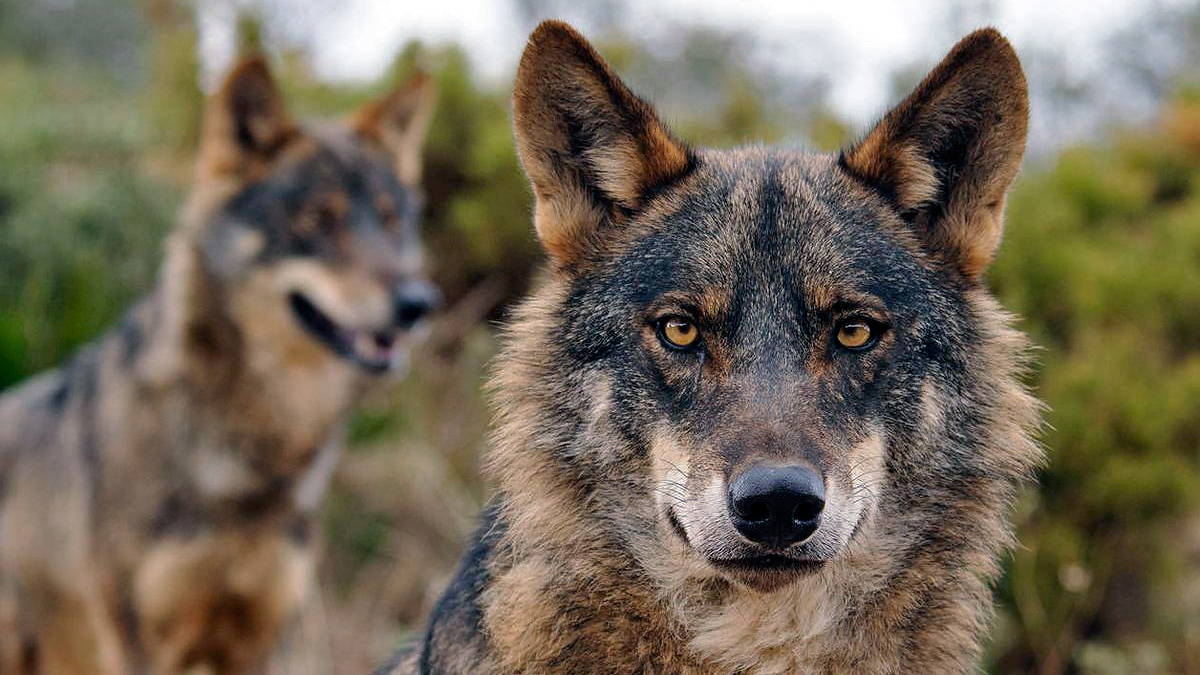 Los lobos matan 38 ovejas a punto de parir dentro de un pueblo bit.ly/3bWGT5w | decaza.net