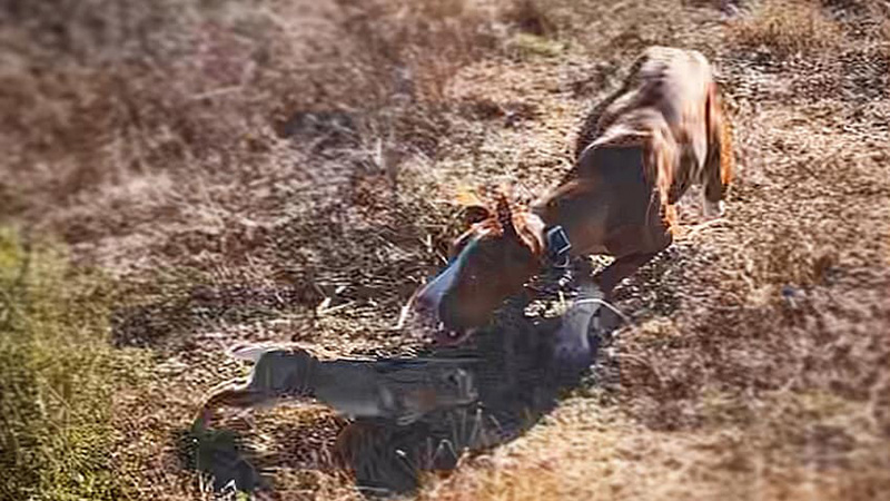 Espectacular salto de un conejo para esquivar al podenco bit.ly/3kkx1qA | decaza.net