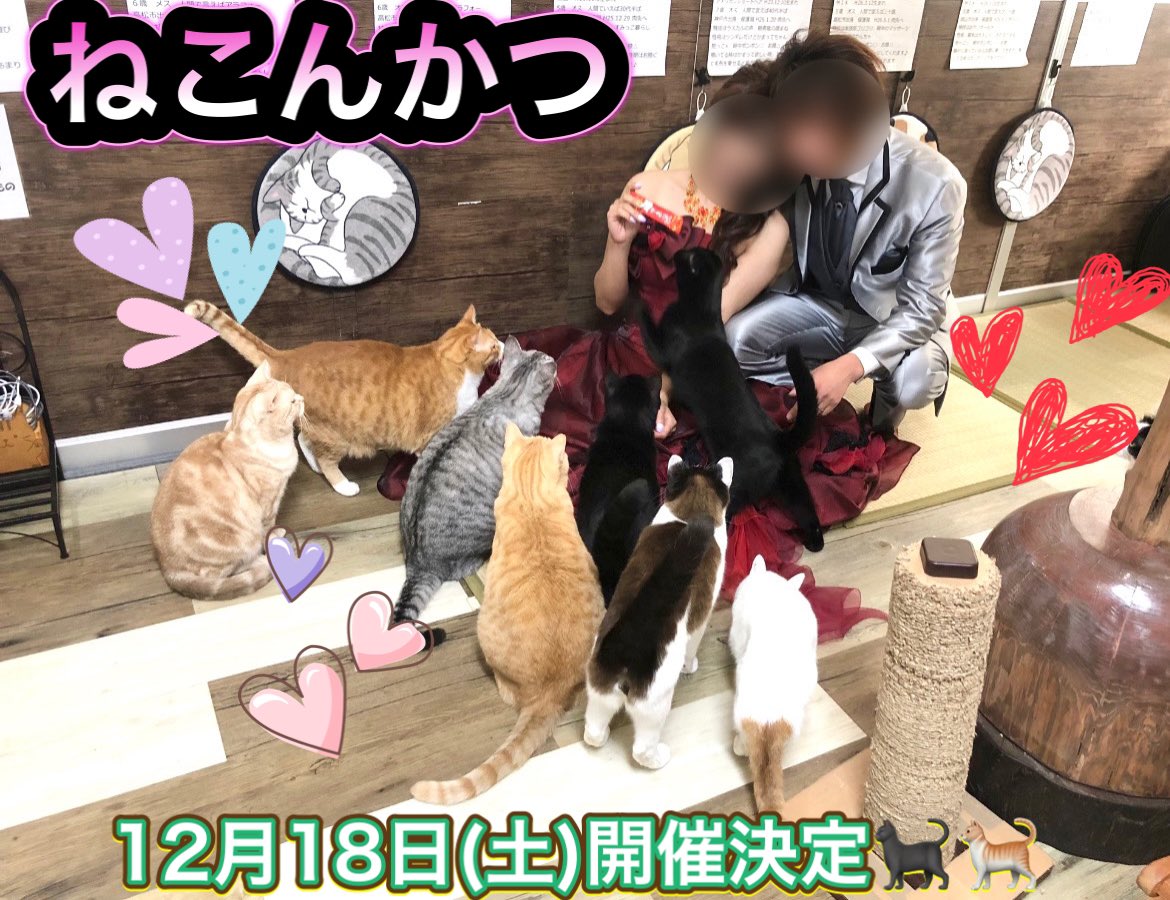 ねこカフェ肉灸 香川県 高松市 猫カフェ シェルター 来月もやります クリスマス直前 ねこんかつ開催決定 今回は30代40代の方が対象です 詳細は追ってご案内致しますね 猫 ねこんかつ 婚活 結婚 恋活 香川県 高松市 猫好きさんと繋がり