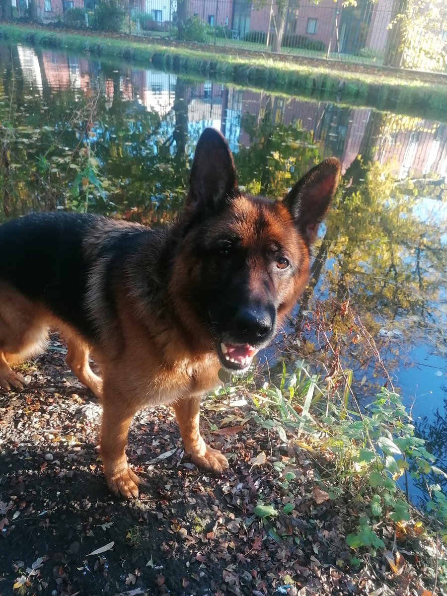 marathondogs's tweet photo. Ziggy and I checked out the canal this morning.

https://t.co/x3FzJMFnOM

#marathondogs #dogwalking #lovedogs #dogwalker #canal https://t.co/T385uNxEEe