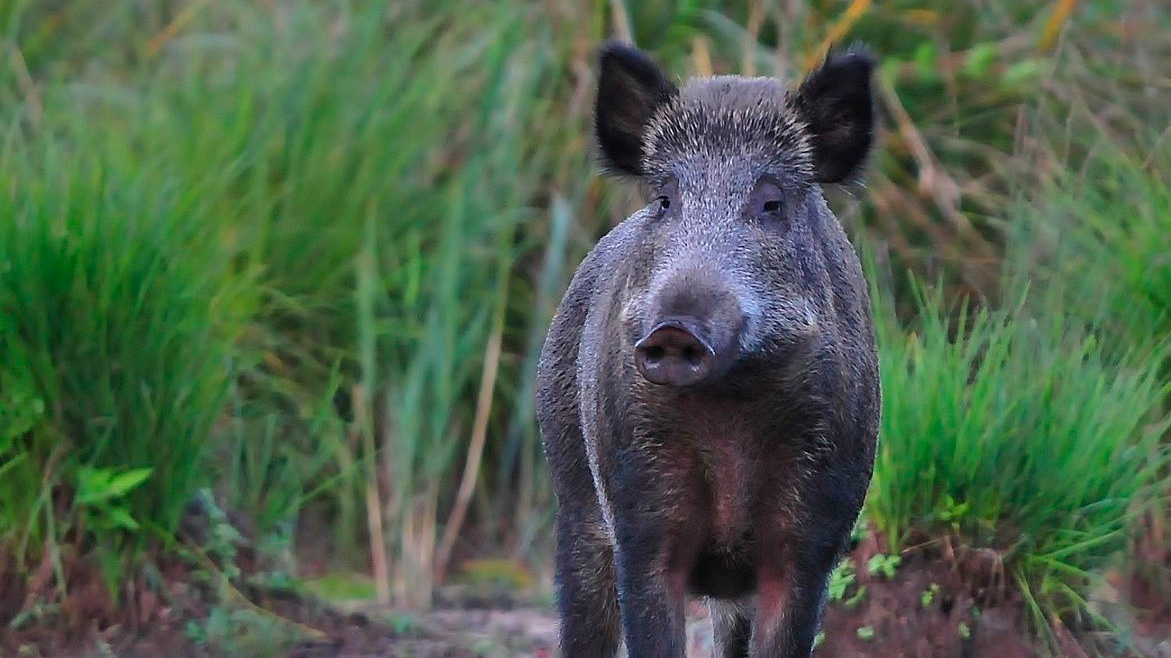 Un descarado jabalí se presenta en el plantel de una montería bit.ly/2YsEb4o | decaza.net