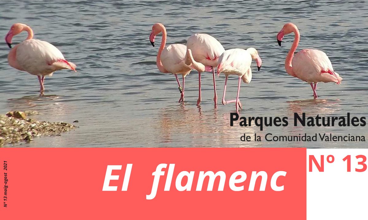 GVAparcs's tweet photo. 📰🦩Butlletí informatiu del #PNSalinesSantaPola, "El Flamenc" https://t.co/LrlJwSq0Q7

📰🦩Boletín informativo del Parque Natural de las salinas de Santa Pola, "El Flamenco" https://t.co/fIgaYtcizO https://t.co/wiNCF0nDYj